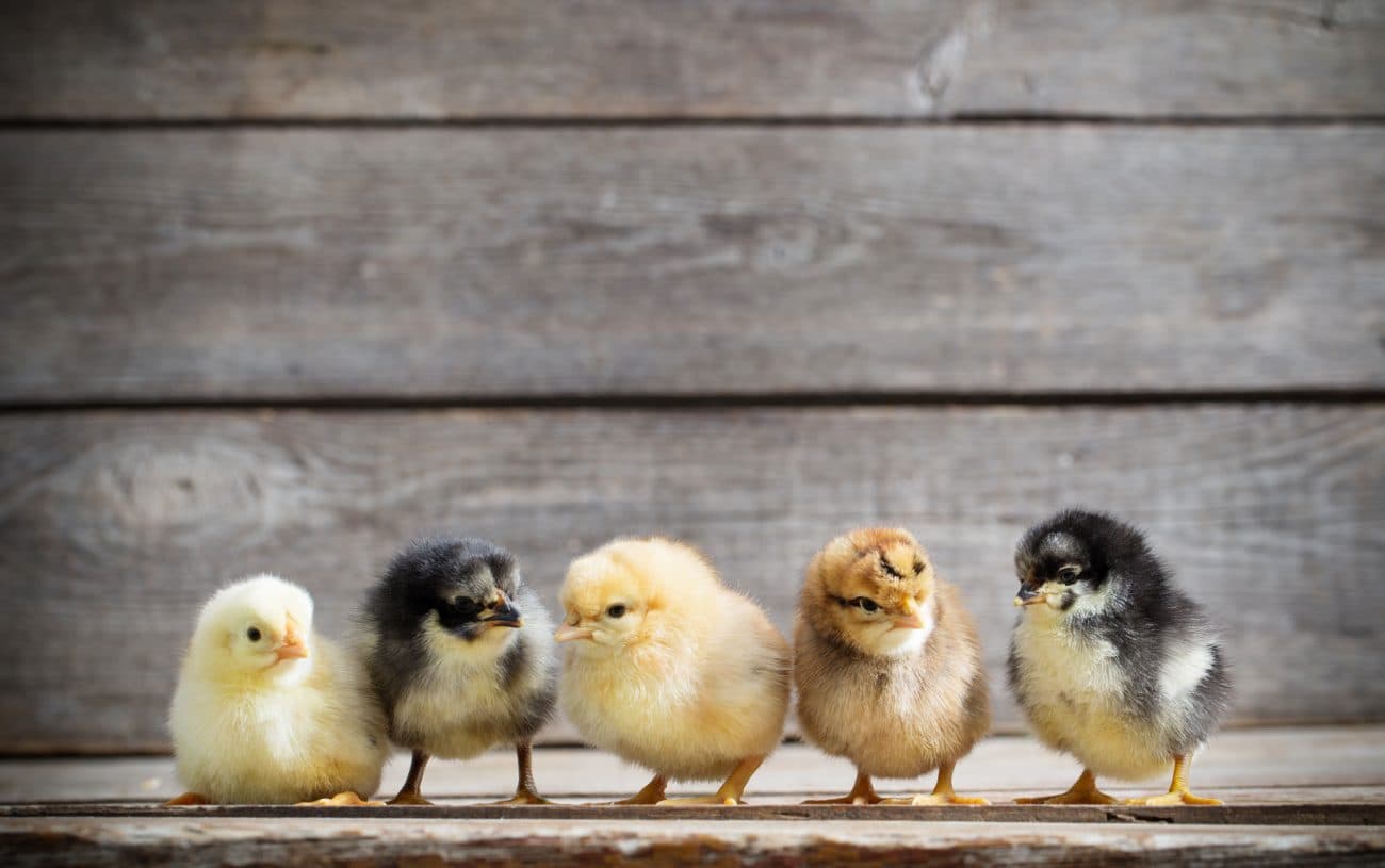 Five breeds of day-old chicks
