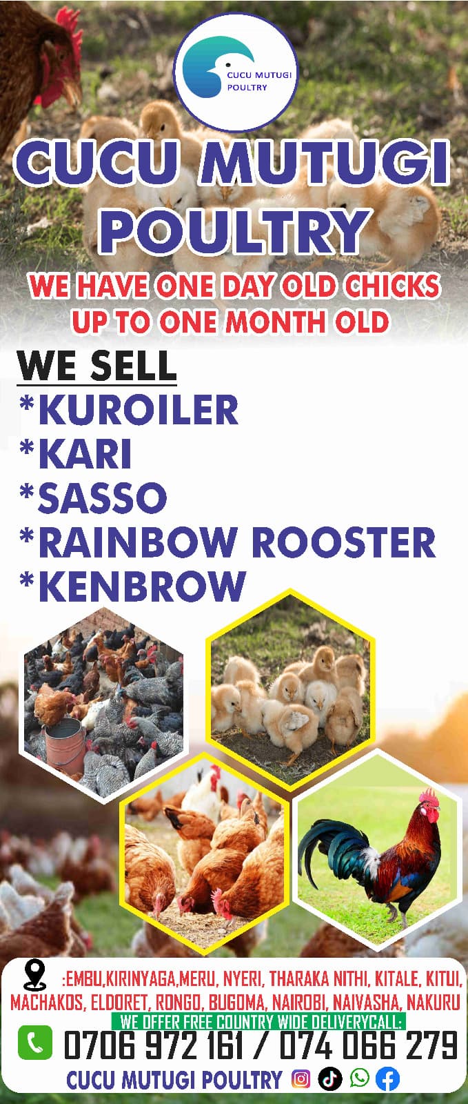 Poultry Farm Promotional Flyer