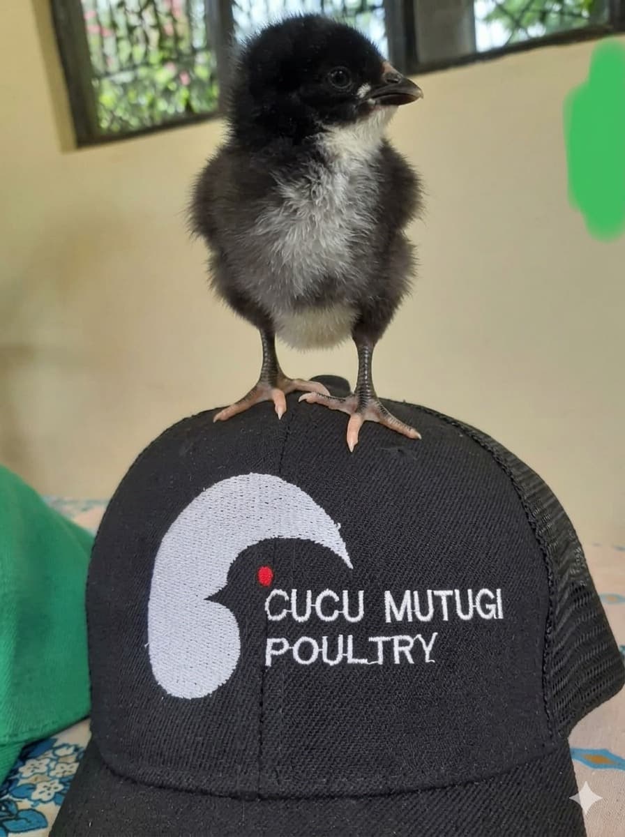 Chicks under Drinker Nipple System