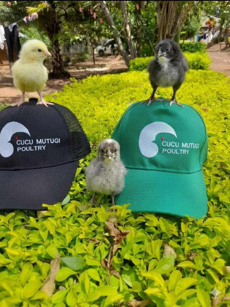 Flock Active Feeding & Watering